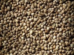 Semenec-Konope 10kg